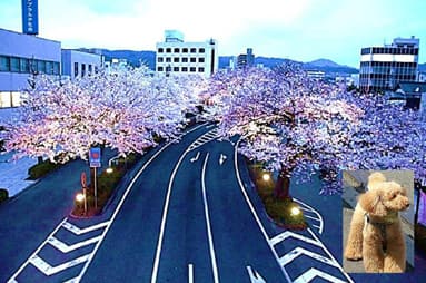 日立・桜通り