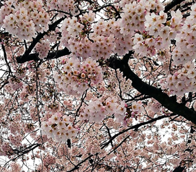 小雨の桜まつり17 居酒屋工房 楽しや
