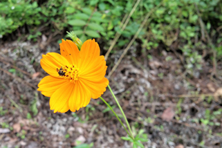 滝川の里 お花